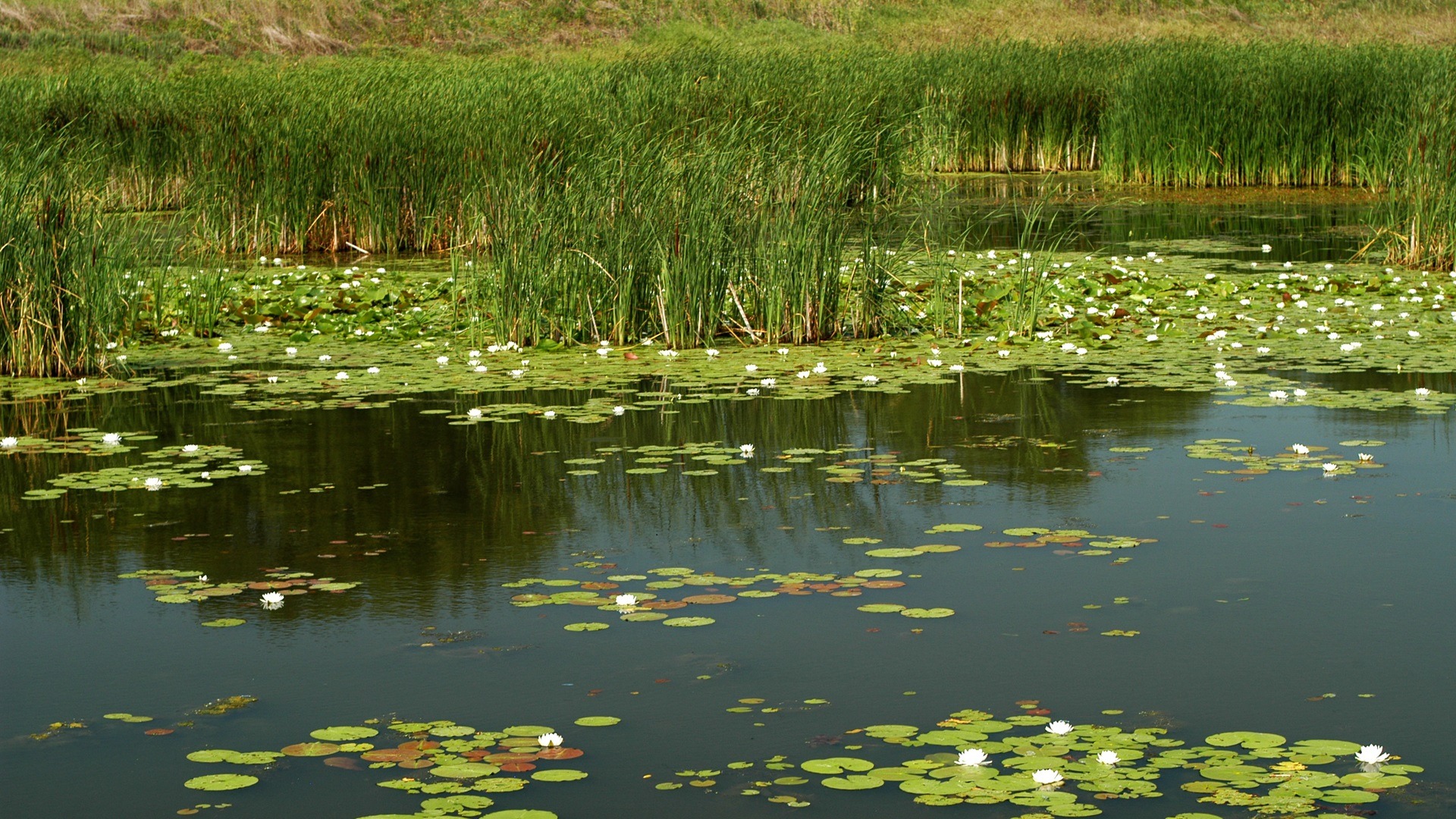 Hemi-marsh. Photo: Dr. Gary Sullivan/TWI.
