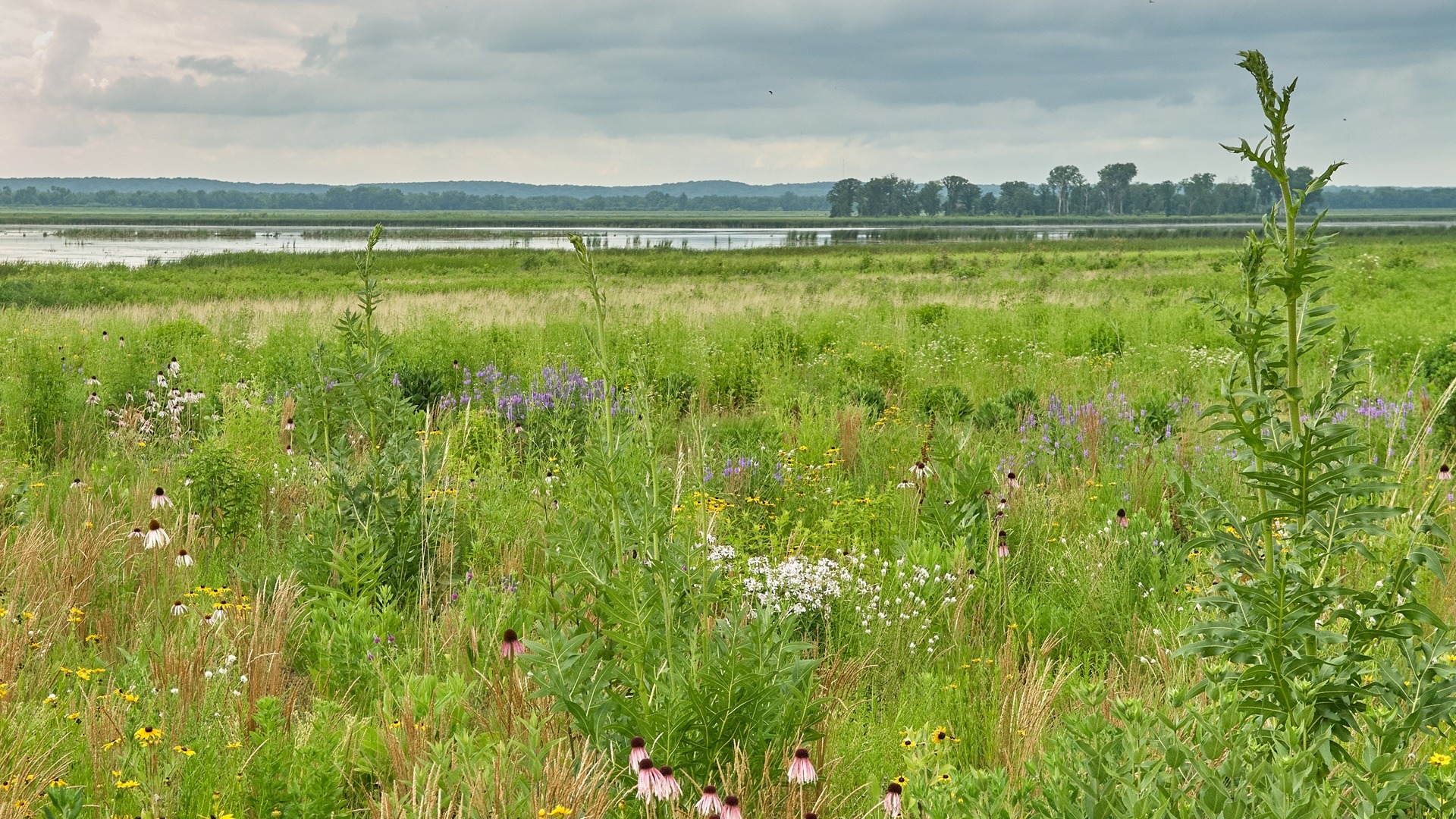 Dixon Waterfowl Refuge. Photo: Dr. Gary Sullivan/TWI.