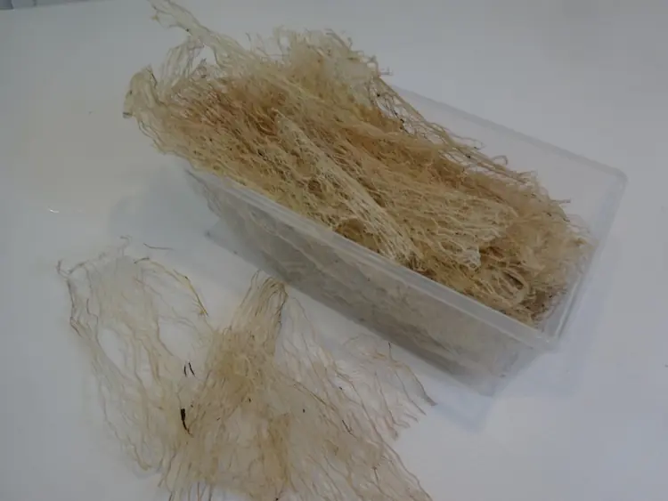 Finished Dry Kozo