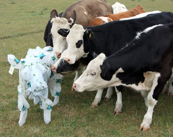 Barbara Cotterell Textile Artist Cow Barbara Cotterell Cow