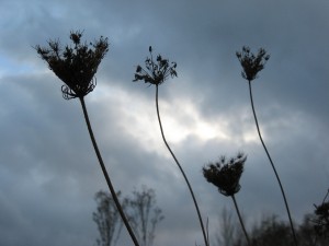 Cas Holmes – Lea Valley Weeds