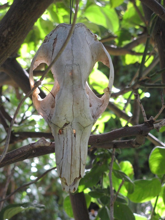 Textile artist Cas Holmes took a photo of a skull on a veranda which inspired a later sketch