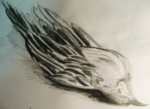 A sketch of a wattle bird by Cas Holmes