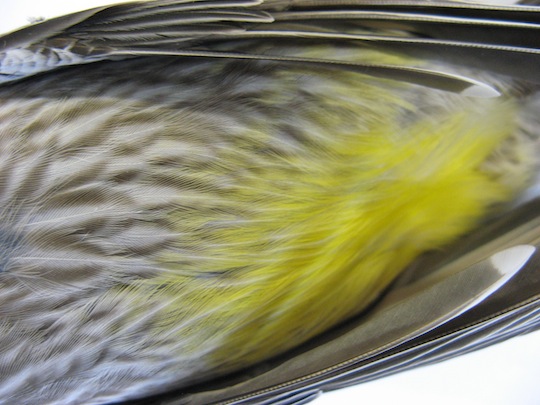 Close-up photo of a Wattle bird