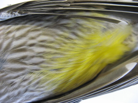 Close-up photo of a Wattle bird