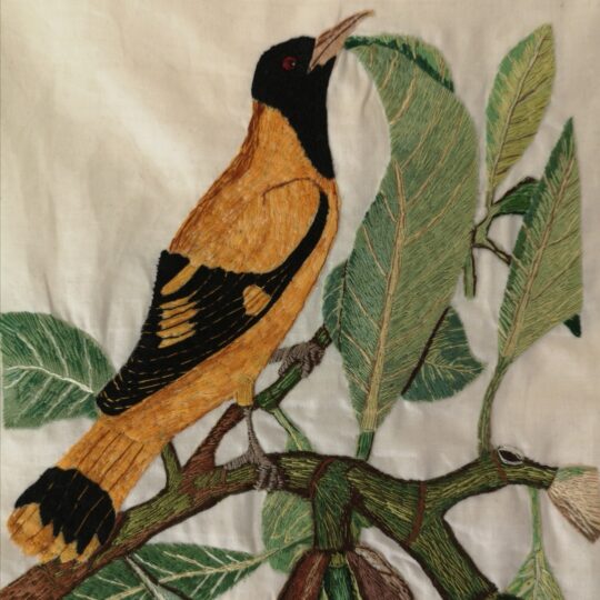 Aran Illingworth, Black Hooded Oriole, 2021. 14cm x 15cm (5” x 6”). Appliqué and hand stitch. Fabric.