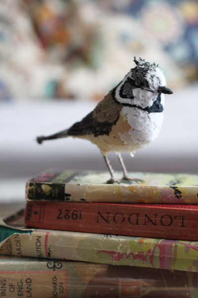 Abigail Brown - Crested tit