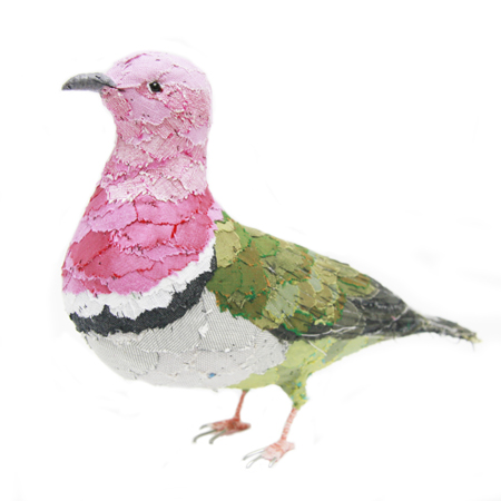 Abigail Brown - Pink headed fruit dove