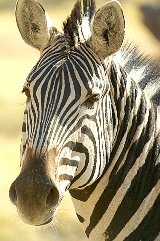 Jan McGarry – Zebra, October 2012, Northern Botswana