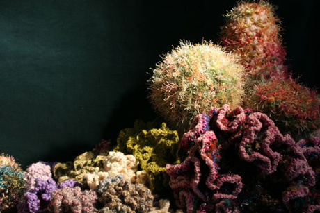the Crochet Coral Reef by the Institute for Figuring