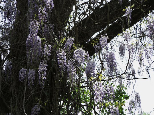 Wisteria in Atlanta