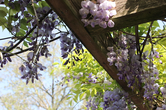 Wisteria in my garden