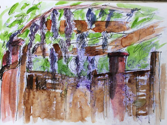 Sketch of Wisteria
