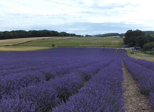 Carol Naylor, Lordington Lavender