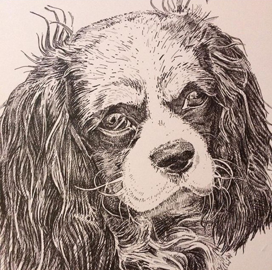 Drawing of King Charles spaniel to become Poppy