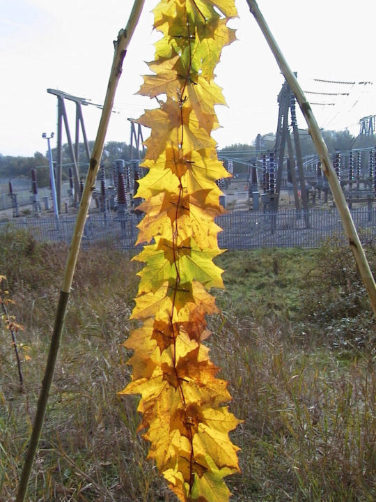 Cas Holmes, Connection 3, Broad Oak Nature Reserve, 2001-2