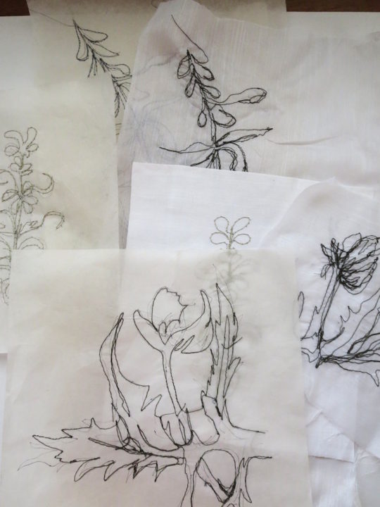 Cas Holmes, Plant Sketches