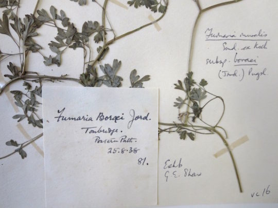 Cas Holmes, Museum Herbarium