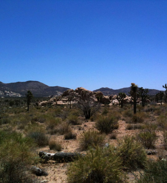 Inspiration trip to Joshua Tree 2