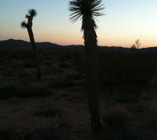 Joshua Trees 1