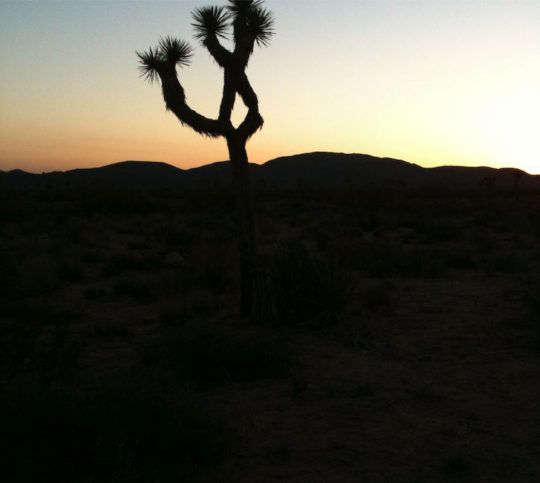 Joshua Trees 2