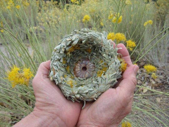 Nadine Spier, Sagebrush Basket, 2016, 4" x 2". Photo credit Robert McMurray