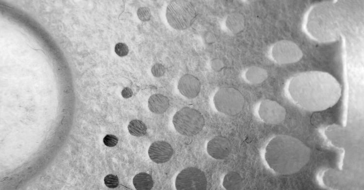 Gladys Paulus: The tactile nature of felt