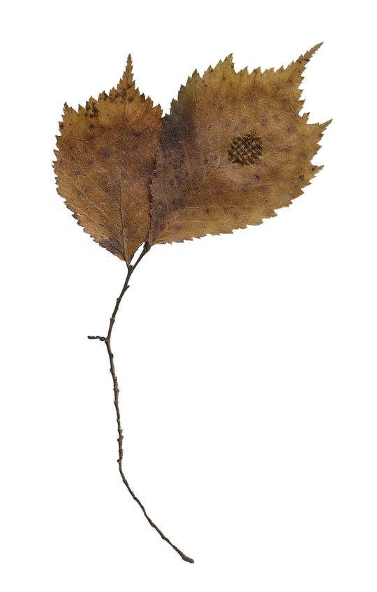 Hannah Streefkerk, Mended leaves, 2012-, Dried leaves mended with stitches and yarn, the photo shows only one but it are many, like 200, they are all framed in wooden frames