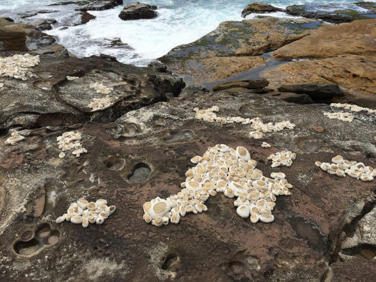 Hannah Streefkerk, To take care of, 2014, stones packed in bandages on the rocks next to Bondi beach for the exhibition Sculpture by the sea, Sydney Australia