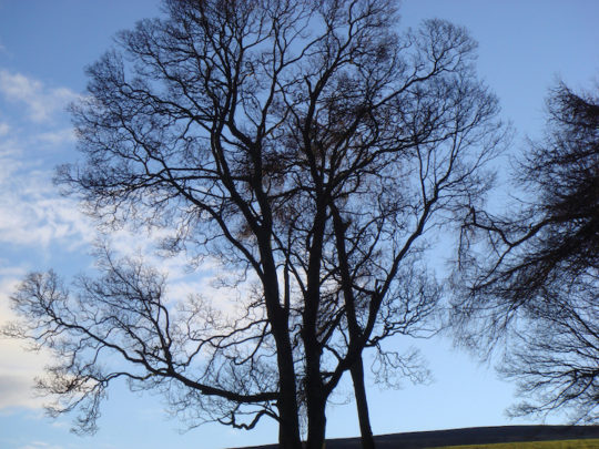 Tree on the North Yorkshire Moors