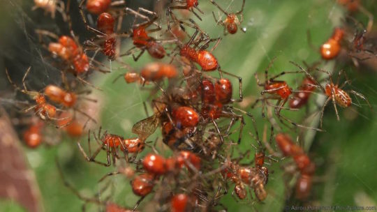 Research (BBC Earth)