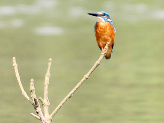 Julie French, Kingfisher photo 