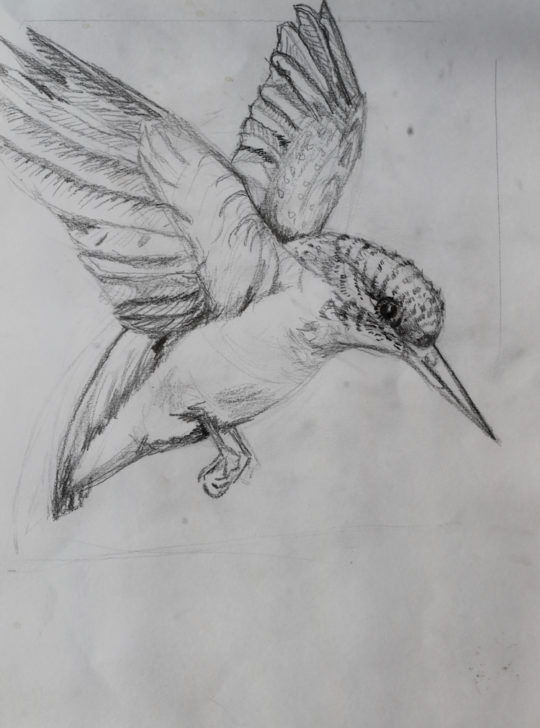 Julie French, Kingfisher drawing