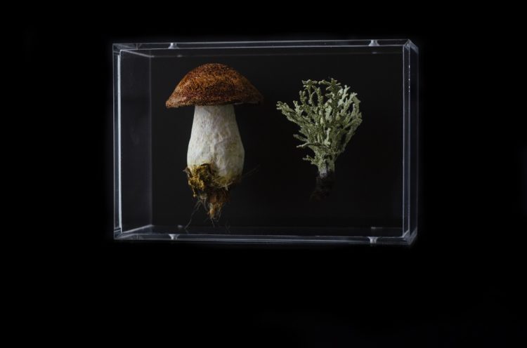 Amanda Cobbett: Penny Bun and Grey Coral Fungus, 2019, The cap and pores; free machine embroidery, stem; paper mache, covered with a fine silk embellished, including  thread detail for the root and earth & Built up layers of free machine embroidery