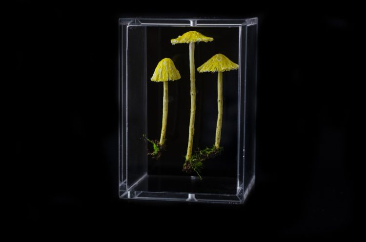 Amanda Cobbett: Mycena flavo-alba, 2019, The cap and gills; free machine embroidery, stem; paper mache, covered with a fine silk embellished, including  thread detail for the root and earth as if freshly pulled from the earth