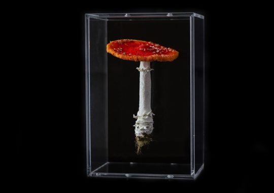 Amanda Cobbett: Amanita muscaria, 2019, The cap and gills; free machine embroidery, stem; paper mache, covered with a fine silk embellished, including thread detail for the root and earth as if freshly pulled from the earth