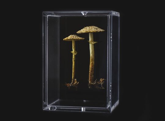 Amanda Cobbett: Lepiota pseudohelveola, 2019, The cap and gills; free machine embroidery, stem; paper mache, covered with a fine silk embellished, including thread detail for the root and earth as if freshly pulled from the earth