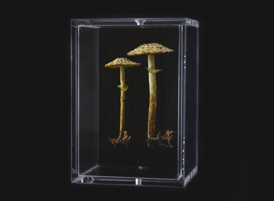 Amanda Cobbett: Lepiota pseudohelveola, 2019, The cap and gills; free machine embroidery, stem; paper mache, covered with a fine silk embellished, including thread detail for the root and earth as if freshly pulled from the earth
