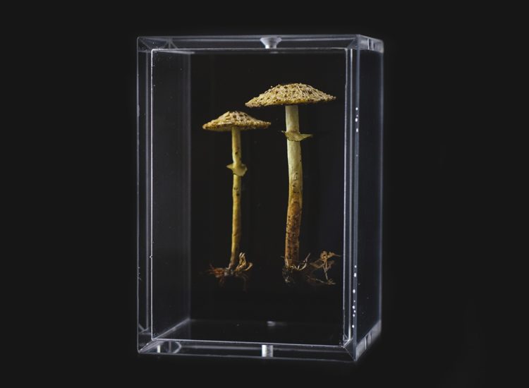 Amanda Cobbett: Lepiota pseudohelveola, 2019, The cap and gills; free machine embroidery, stem; paper mache, covered with a fine silk embellished, including  thread detail for the root and earth as if freshly pulled from the earth