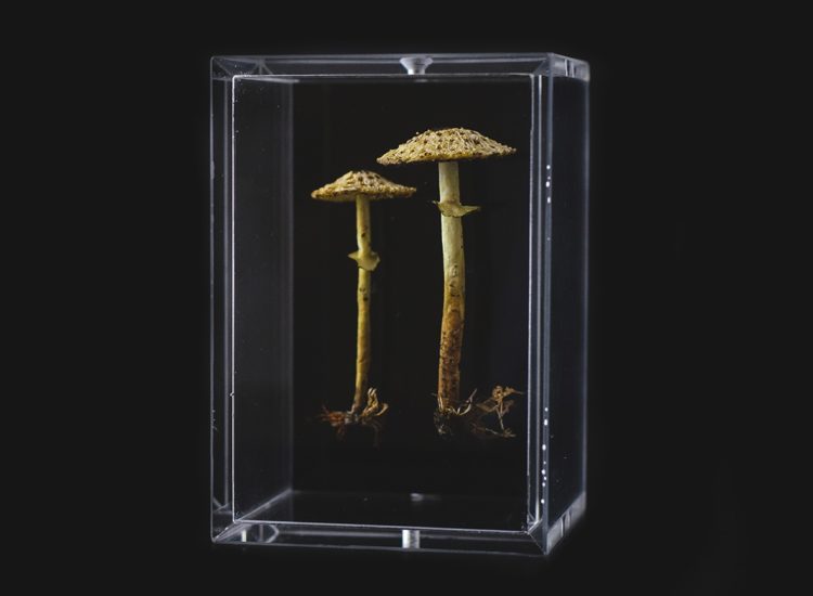Amanda Cobbett: Lepiota pseudohelveola, 2019, The cap and gills; free machine embroidery, stem; paper mache, covered with a fine silk embellished, including thread detail for the root and earth as if freshly pulled from the earth