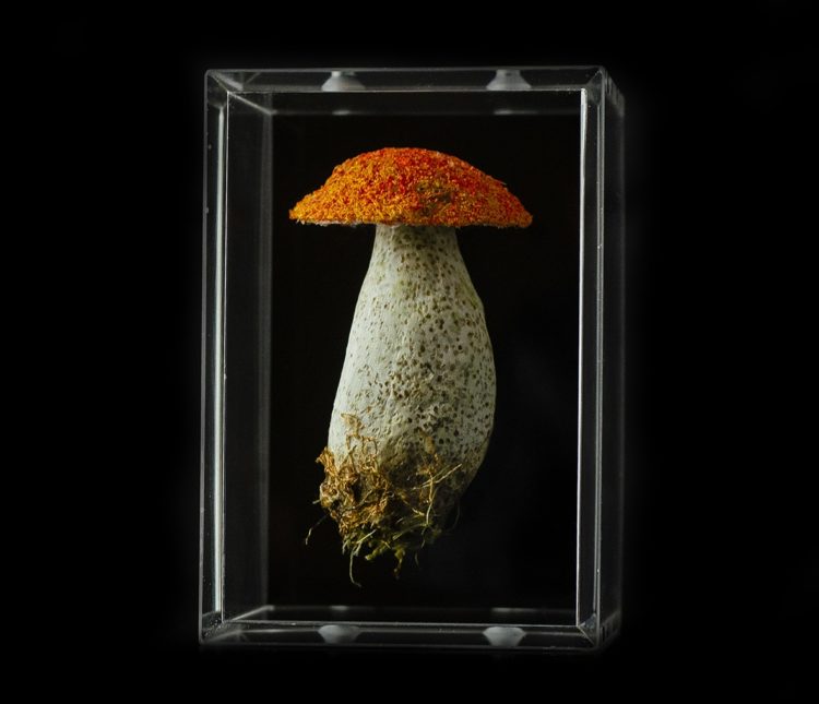 Amanda Cobbett: Orange Birch Bolete, 2019, The cap and pores; free machine embroidery, stem; paper mache, covered with a fine silk embellished, including  thread detail for the root and earth as if freshly pulled from the earth