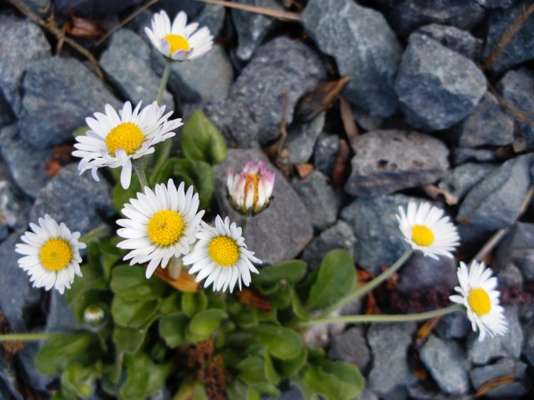 Kate Wells: Daisies in the path - inspiration photograph