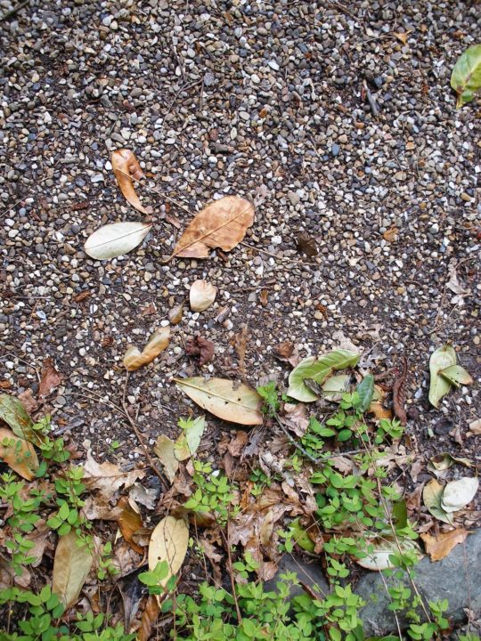 Kate Wells: Gravel and leaves - inspiration photograph