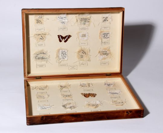 Ali Ferguson: Fragments of emotion displayed in an entomology case