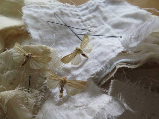 Ali Ferguson: Stolen Stories. Collected materials inspired by faded moths