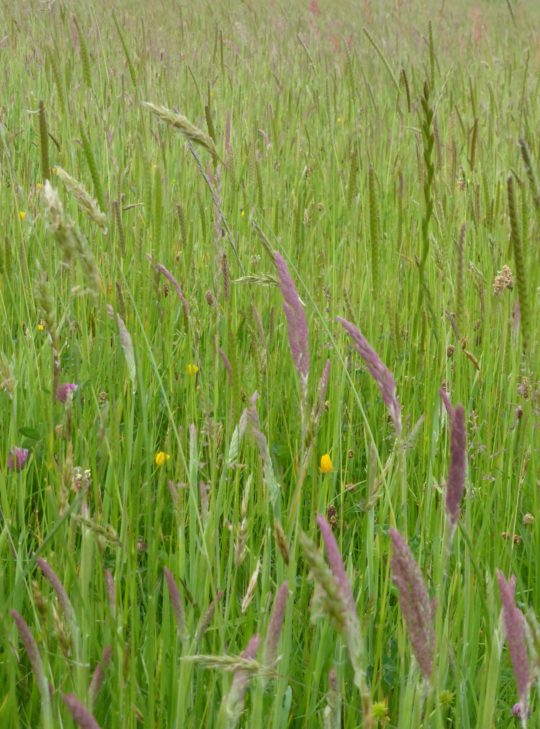 Jeanette Appleton: Meadows, North Devon