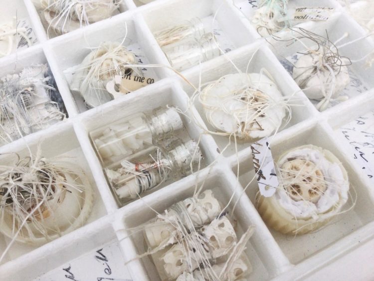 Shelley Rhodes: Specimen Drawer (Detail), 2020, 25 x 48cm, Display case with plastic and natural fragments presented as a museum exhibit 