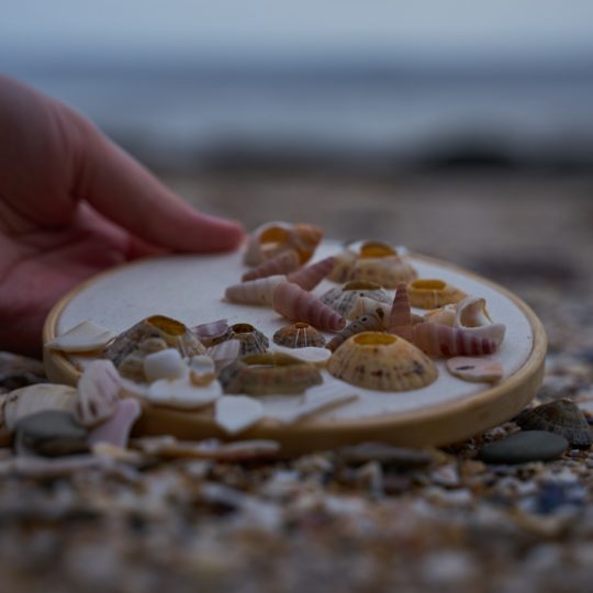 Bethany Duffy, Emerged, 2019. 15cm (6") diameter. Stumpwork and thread painting. Cotton calico, stranded cotton, real shells. Photo: Chris Howarth