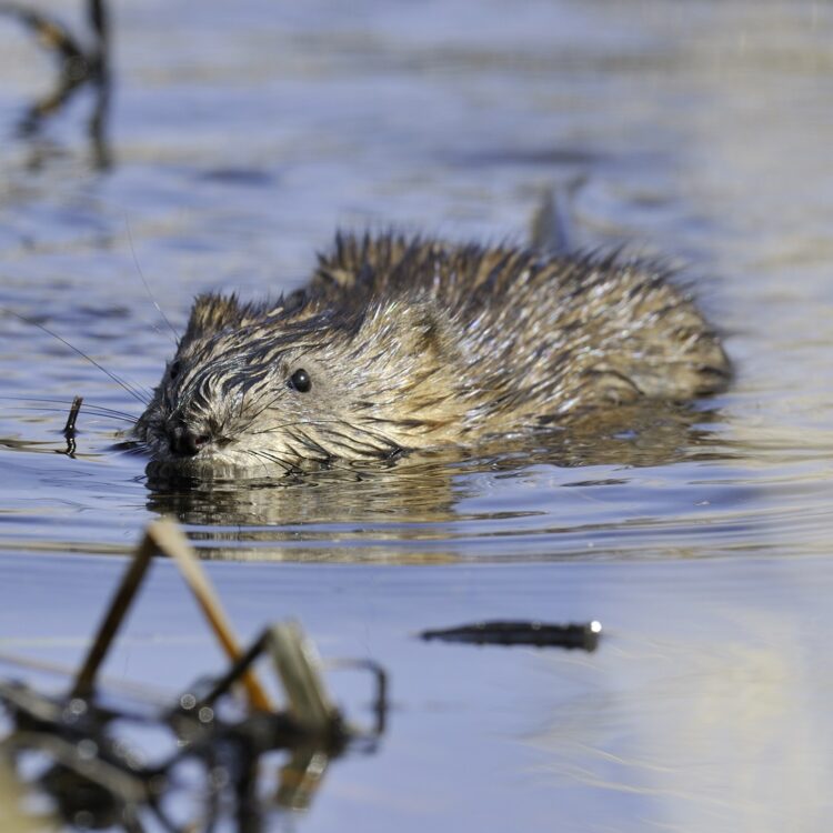 Muskrats as engineers. Photo: Dr. Gary Sullivan/TWI.