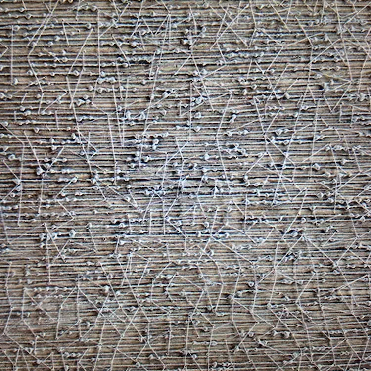 Hilary Ellis, Acacia, 2015, mixed media, 40cm x 40cms